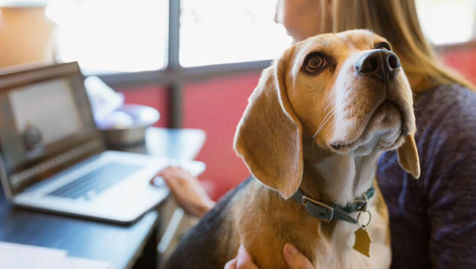 Donna che lavora al laptop con Beagle