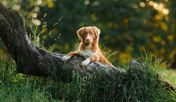 Cane sull'albero