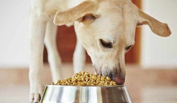 cibo cani gatti industriale