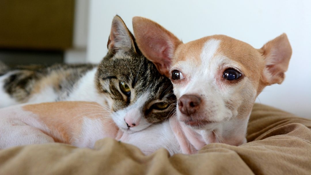 Antiparassitari cani e gatti: evitare zecche e pulci