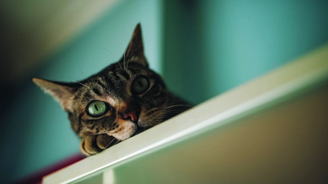 Ho Perso il Micio: i Nascondigli dei Gatti in Casa