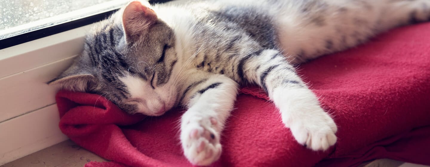 Perché i gatti dormono così tanto? Il ruolo del sonno (e anche l'importanza  del gioco)