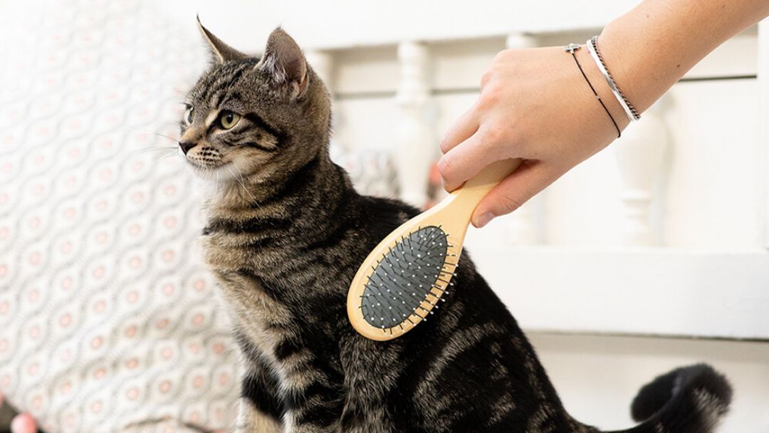 Come pulire gli occhi e le orecchie del gatto