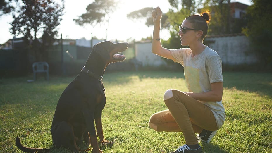 Cane da addestramento per donna