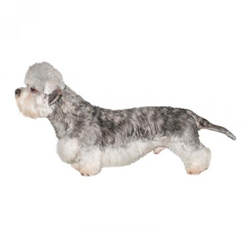 Dandie dinmont 2024 terrier prezzo