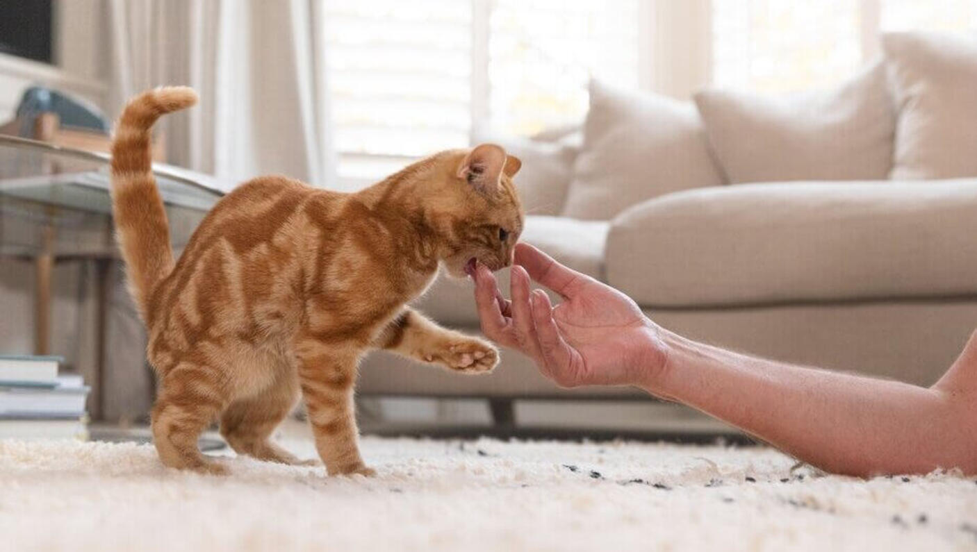 Ginger Cat che gioca con il proprietario