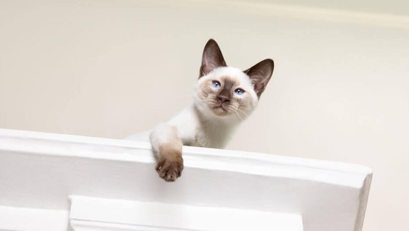 gatto sbirciando da sopra di un armadio