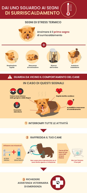 Perché il surriscaldamento del cane è pericoloso?