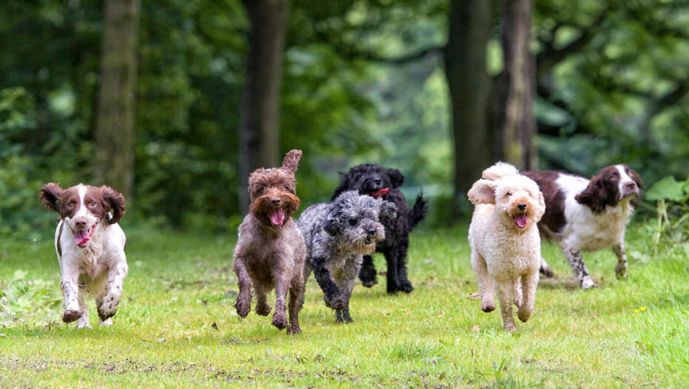 Gruppo di 6 cani eccitati che corrono verso la macchina fotografica con le lingue