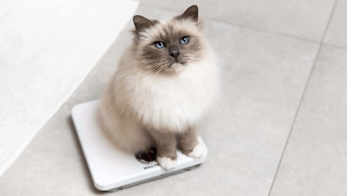 Come misurare la condizione fisica dei gatti