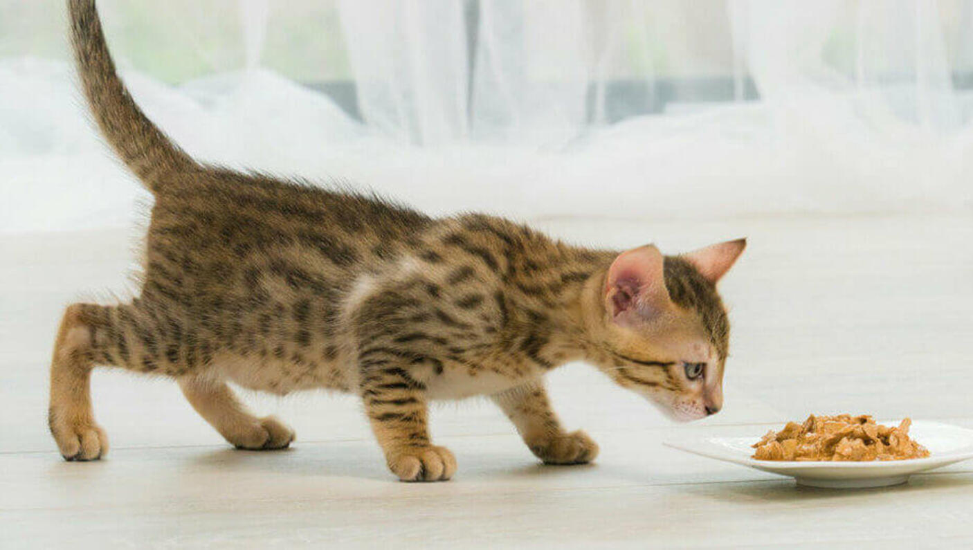 Gattino marrone che annusa un piatto di cibo