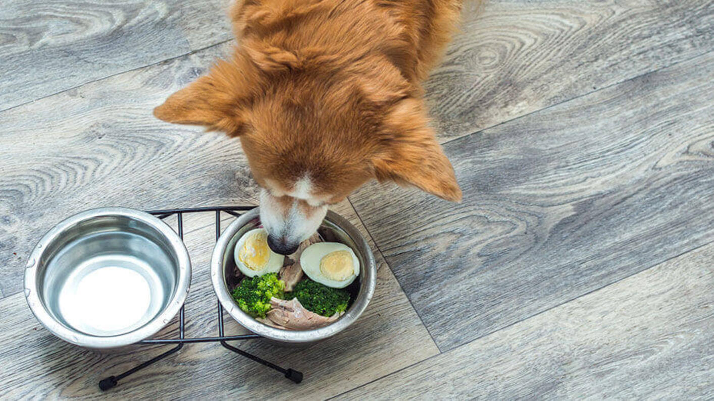 Cane marrone che mangia uova e carne cruda.