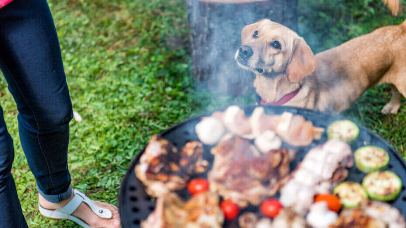 Cane che guarda il padrone mentre prepara la carne cotta.