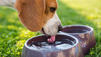 Cane che beve acqua da una ciotola
