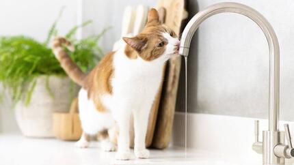 Perché il mio gatto beve tanta acqua?