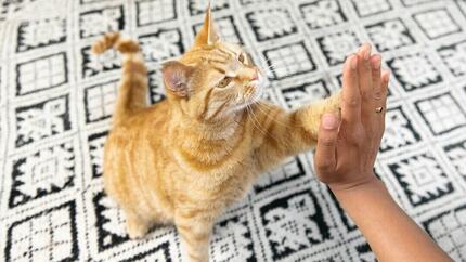 Il gatto dà il cinque