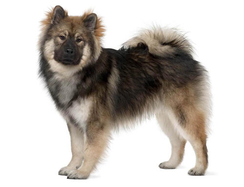 Eurasier