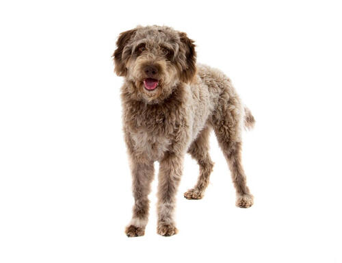 Lagotto romagnolo