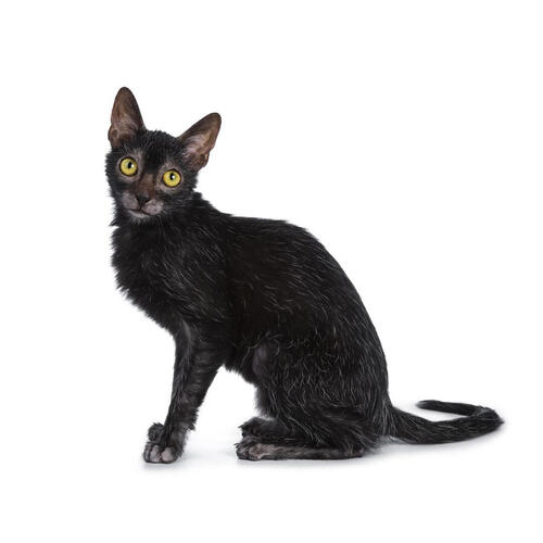 Lykoi