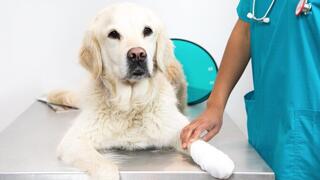 Golden retriever lying on vet table.