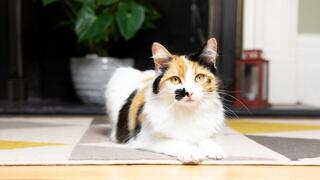 Patchy brown, white and black cat lying down on the floor.