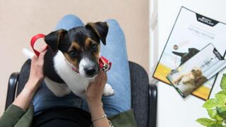 Cucciolo seduto sul giro mentre aspetta i veterinari