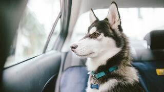 Come fare con cane adolescente