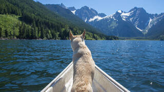 Viaggiare con il cane