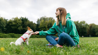 Dog giving paw