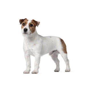 Jack Russell Terrier