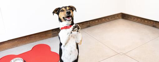 piccolo cane in piedi sulle zampe posteriori con le zampe in su