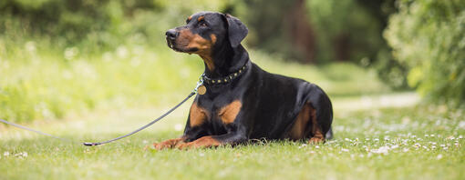 Rottweiler sitting down on a lead.