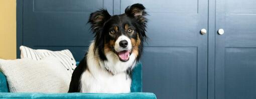 Cane felice sul divano