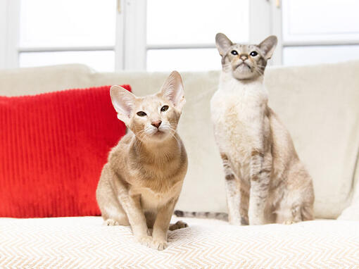 Two cats sat on sofa