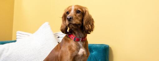 Brown Spaniel con colletto rosso davanti a muro giallo.