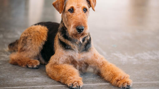 Airedale terrier sdraiato sul pavimento.