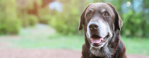 Chiuda in su del cane più anziano