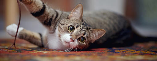 Gatto che giace sul tappeto che gioca con la stringa