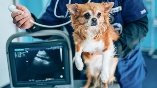 Cane controllato dal veterinario