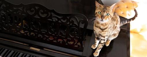 Gatto del Bengala seduto su un pianoforte mentre viene giocato.