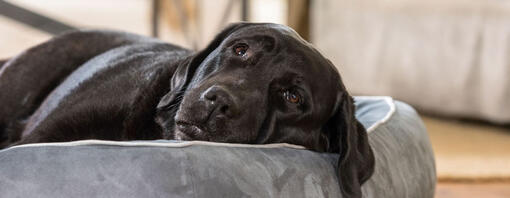 Labrador nero che si trova su un letto del cane.