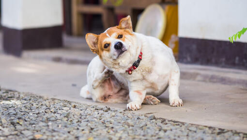 Cane bianco e marrone che gratta.