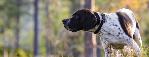 Cane che annusa nel bosco