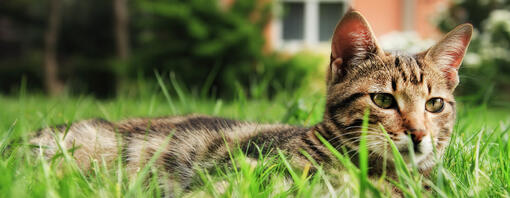 Gatto che si trova nell'erba