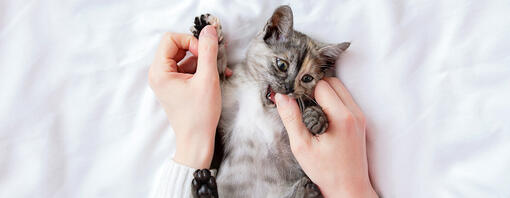 Piccolo gattino grigio mordere il pollice del proprietario.