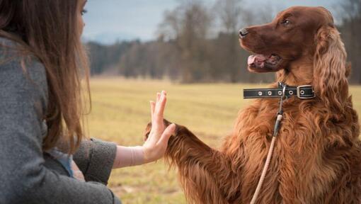 Setter irlandese