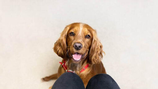 Spaniel marrone con collare rosso e lingua fuori.