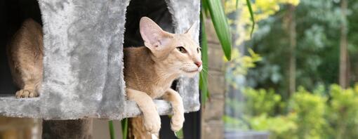 Gatto leggero frollato che si siede in un cesto di gatto grigio.