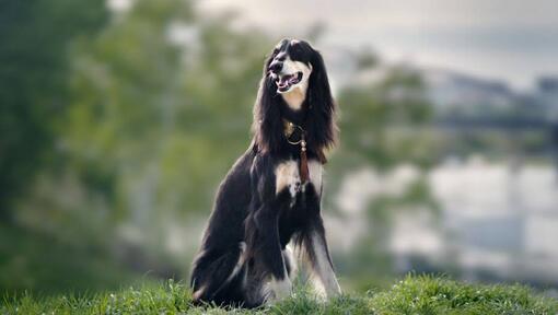 Saluki