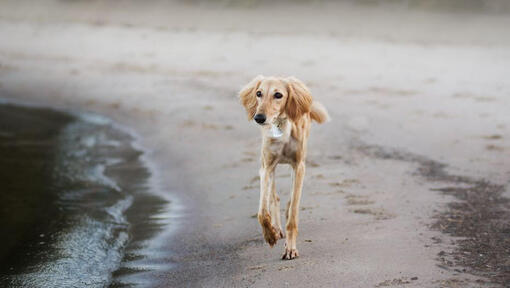 Saluki